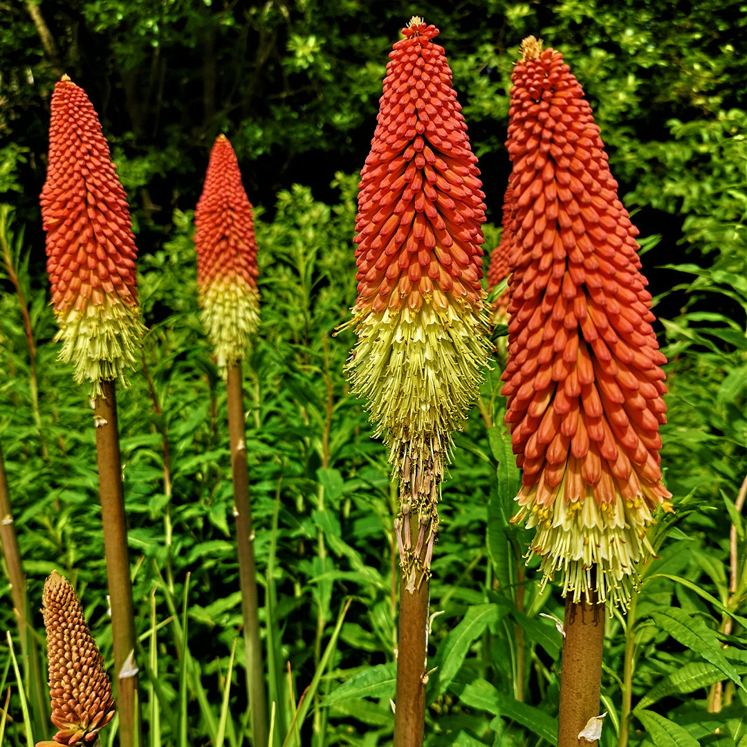Red Glare Torch Lily Bulbs