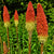 Red Glare Torch Lily Bulbs