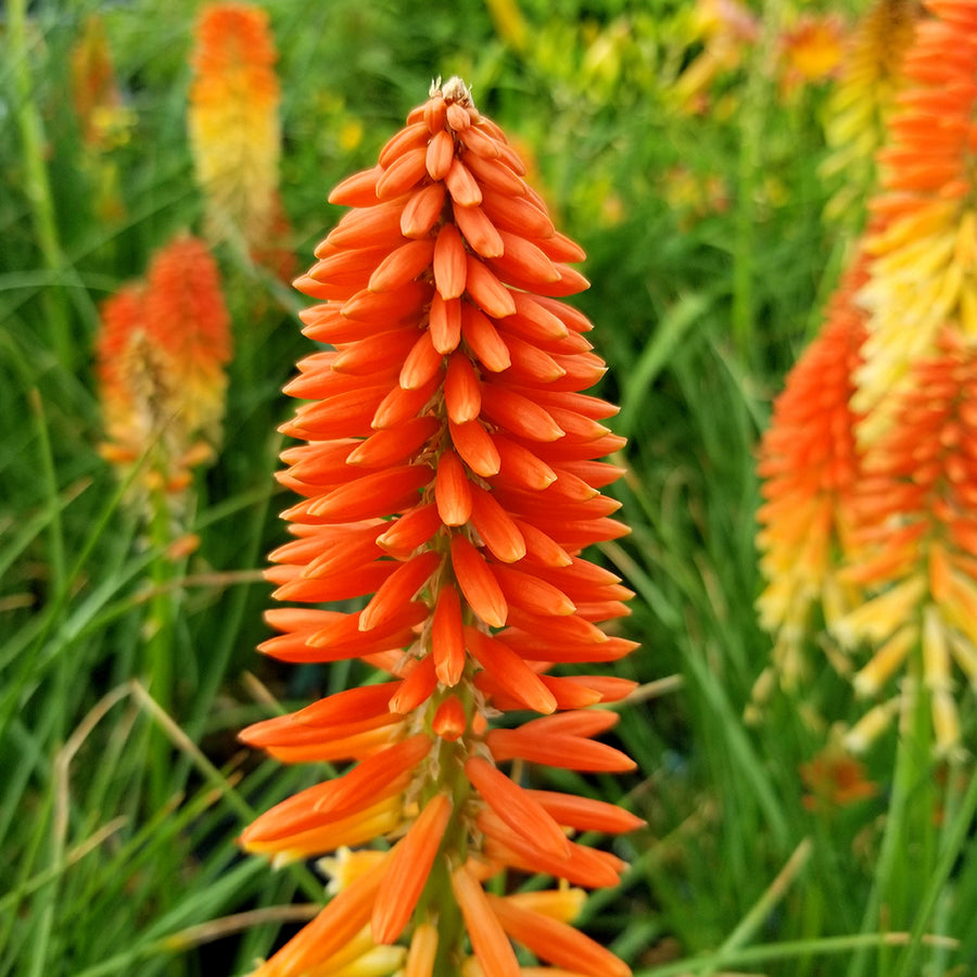 Red Hot Poker Torch Lily Bulbs