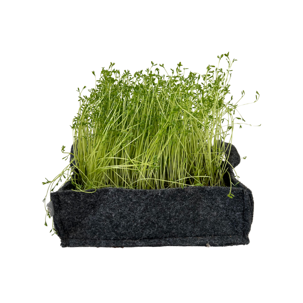 Red Lentil (Masoor) Microgreen Seeds