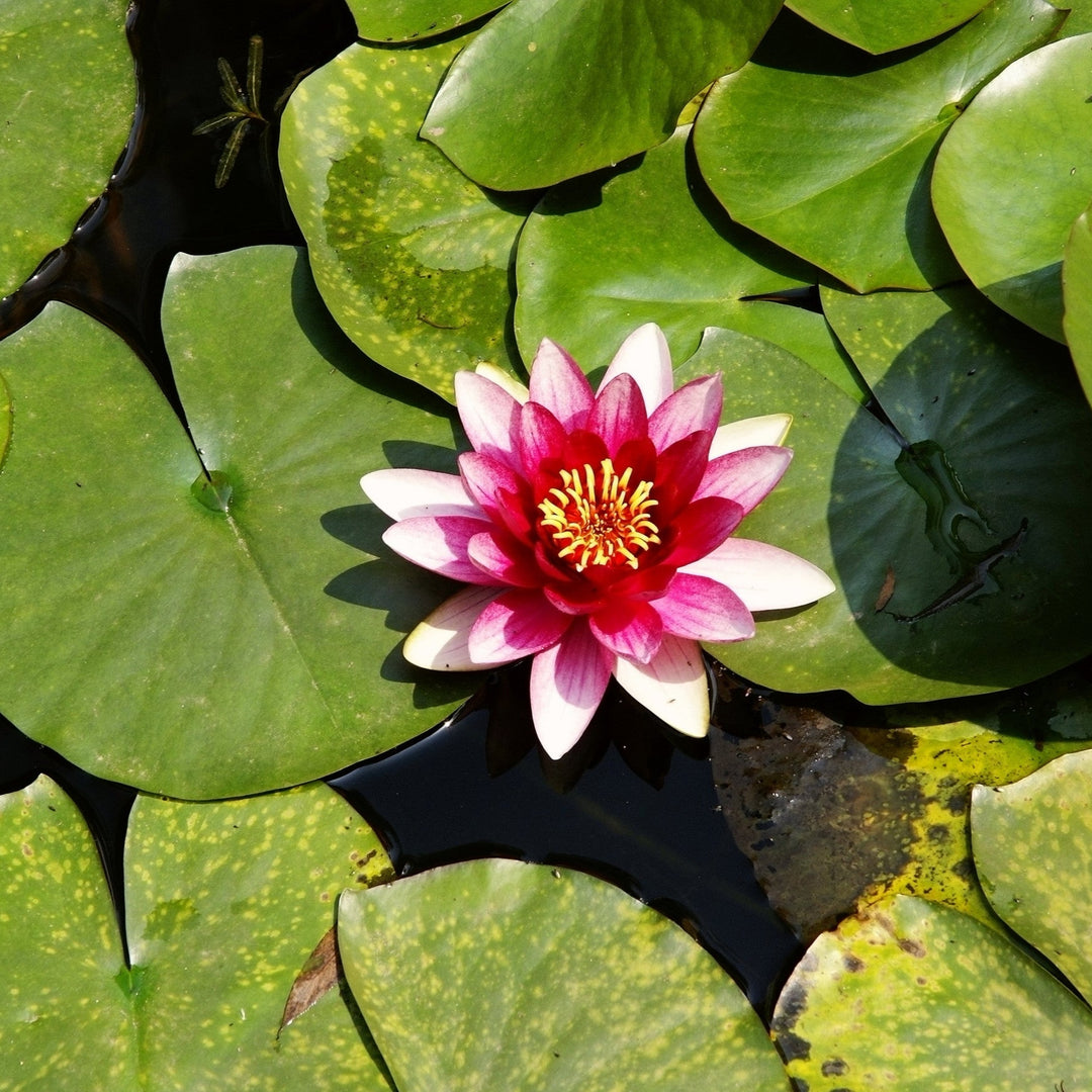 Red and Light Pink Lotus Bulbs