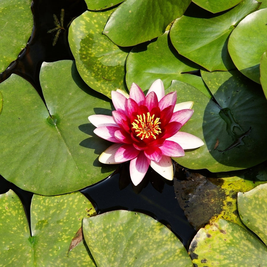 Red and Light Pink Lotus Bulbs