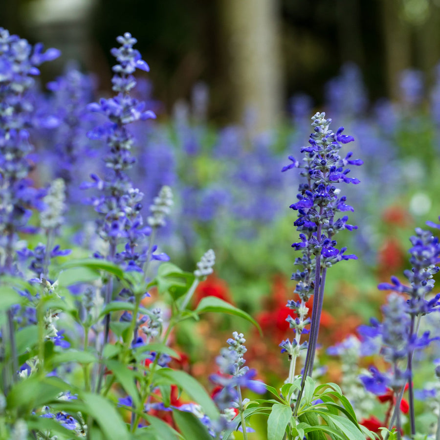 Salvia Blue Flower Seeds