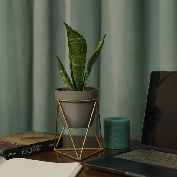 Slate Goldbloom Desk Planter