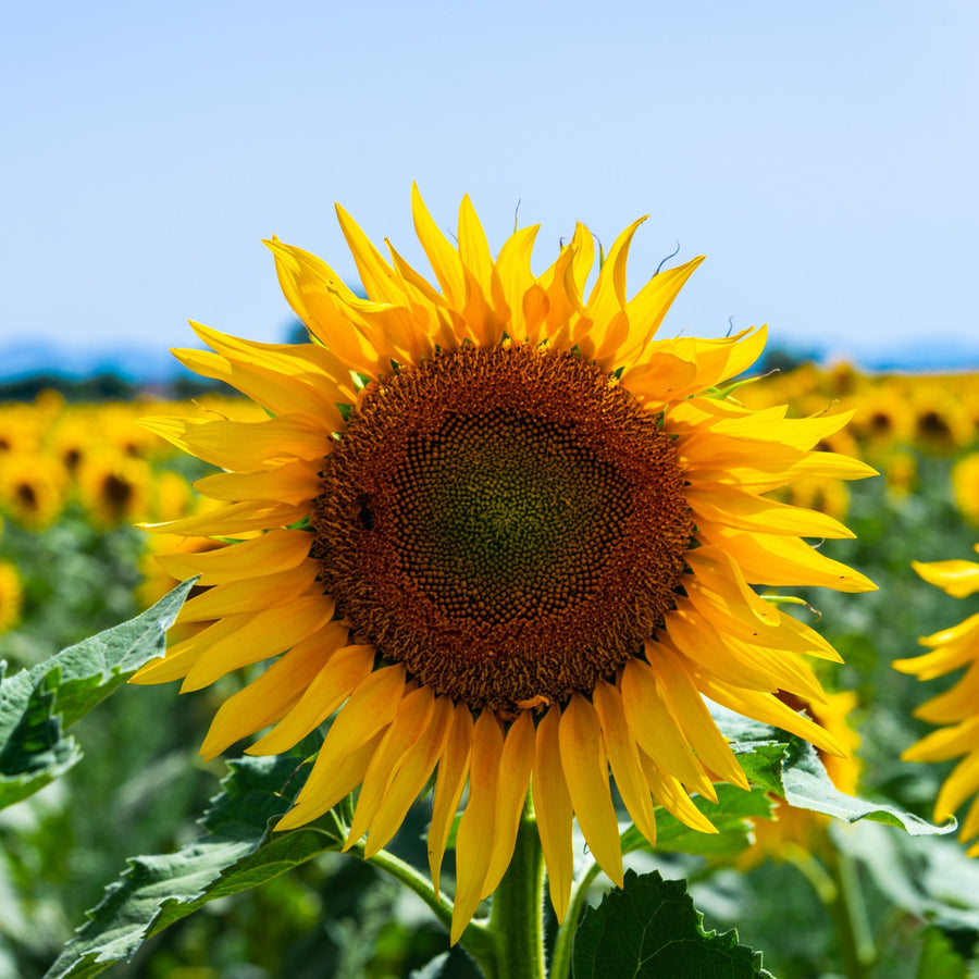 Sunflower Russian Giant Seeds
