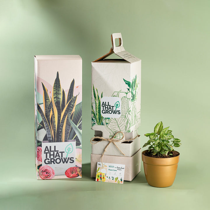 Syngonium Green Plant