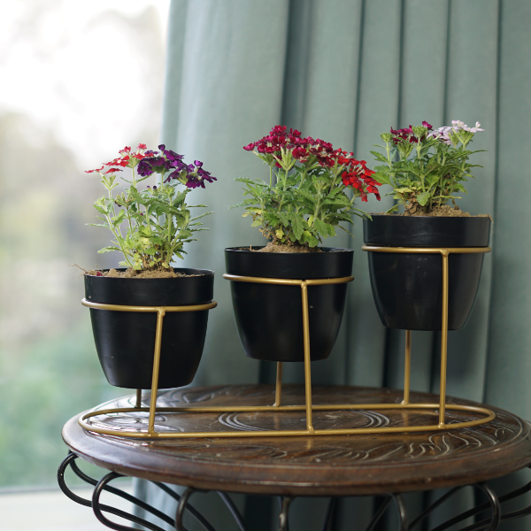 TriOnyx GoldNest Tabletop Trio