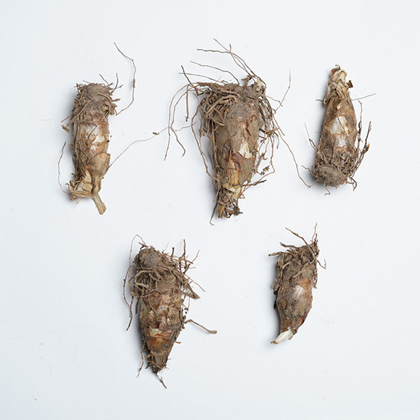 Buy Fragrant Tuberose Lily Bulbs Online HighQuality and Easy to Grow