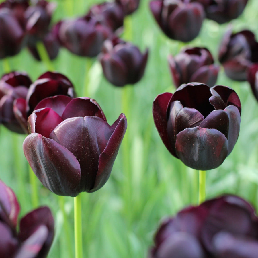 Tulip Queen of the Night Bulbs
