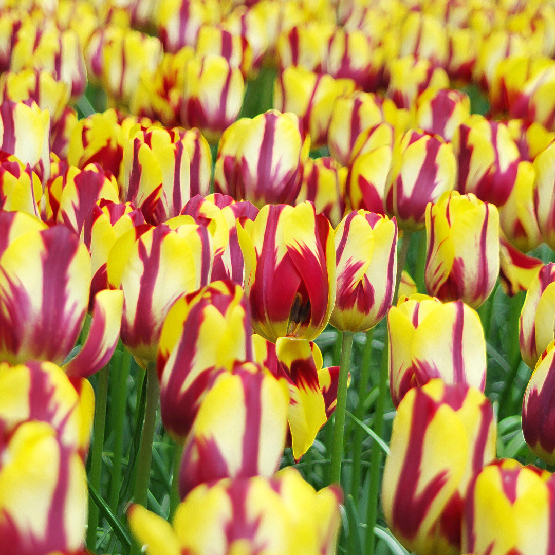Tulip Royal Sovereign Bulbs - Bold Spring Blooms | AllThatGrows | 5 Bulbs