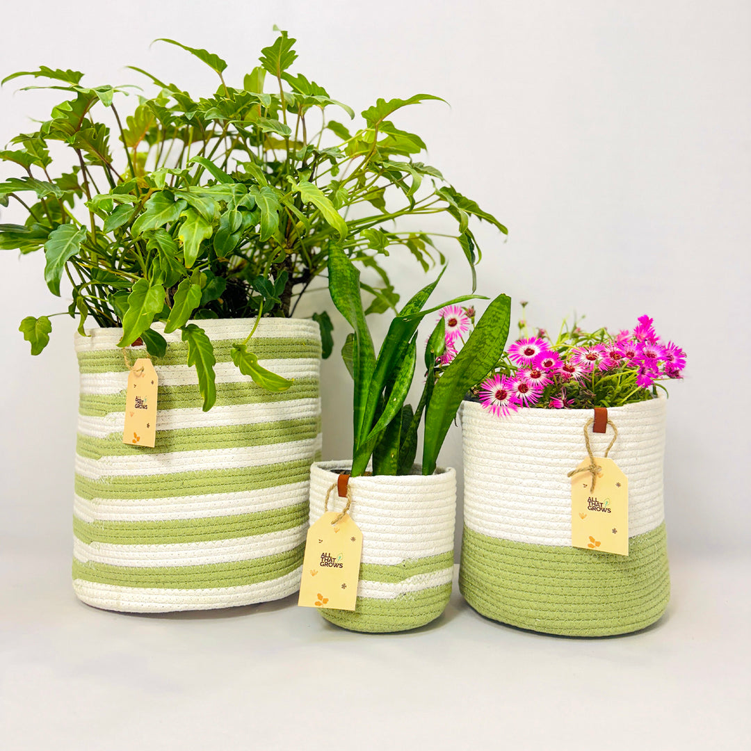 Merrybuds Meadow Planter Baskets – Refreshing White & Green Set