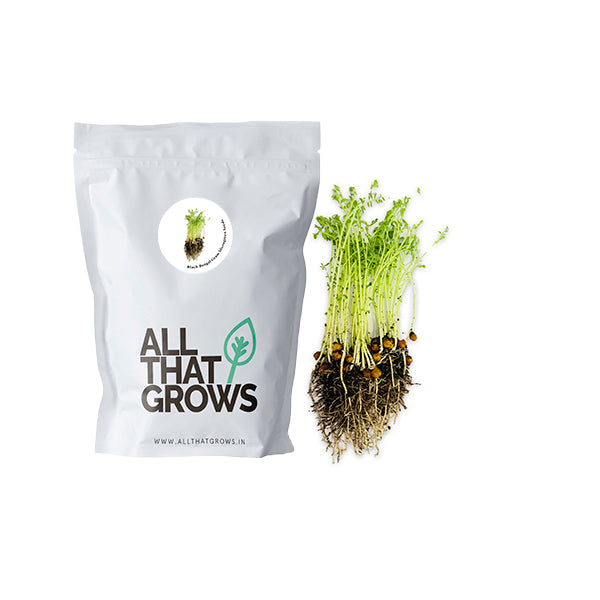Black Bengal Gram (Kala Chana) Microgreen Seeds