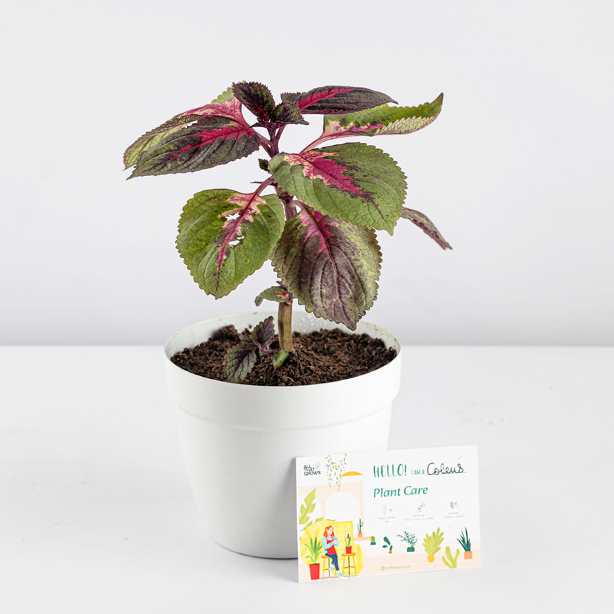 Coleus Plant