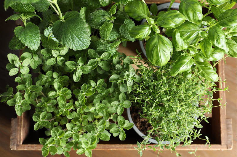Herbs