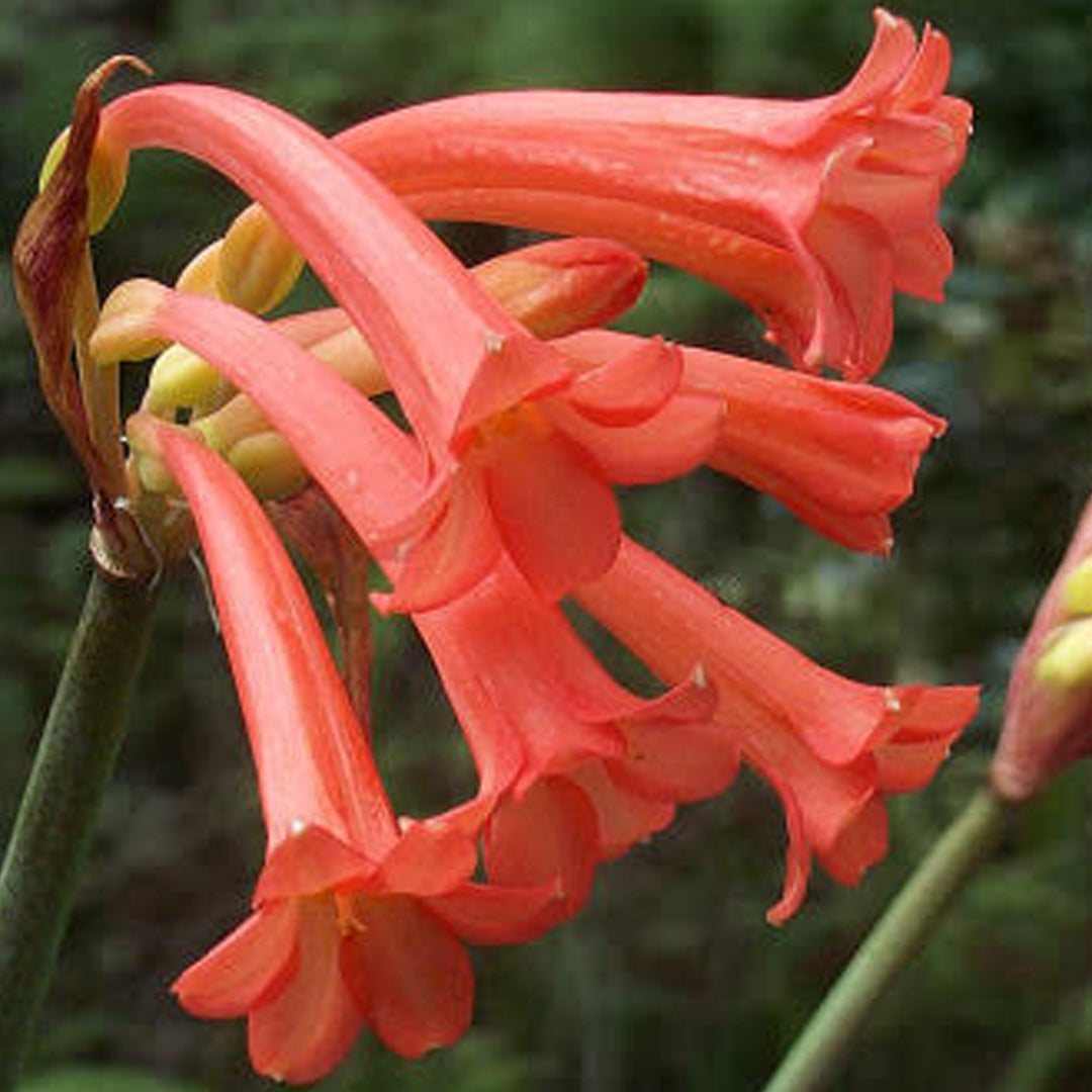 Ifafa Lily Red Bulbs