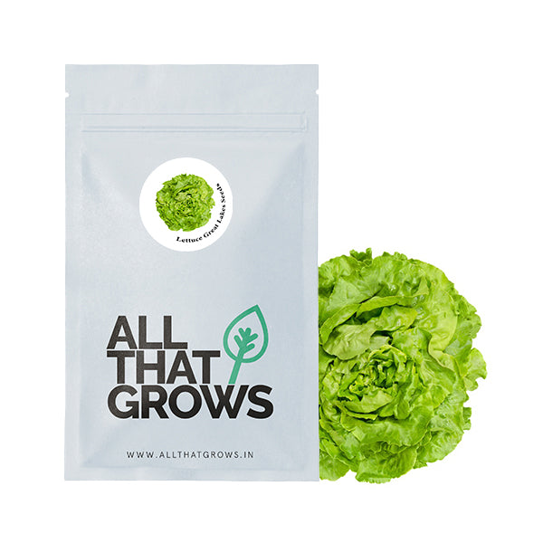 Lettuce Great Lakes Seeds