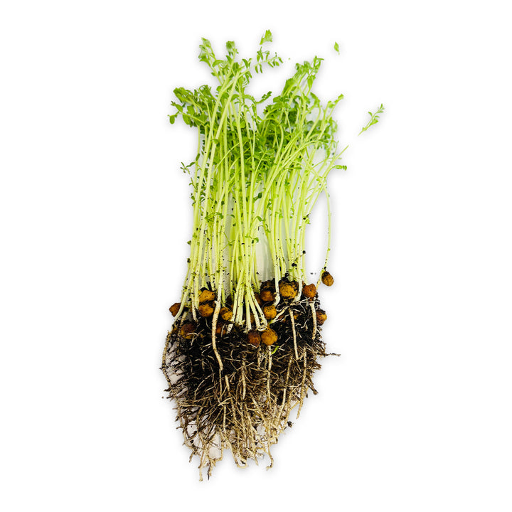 Black Bengal Gram (Kala Chana) Microgreen Seeds