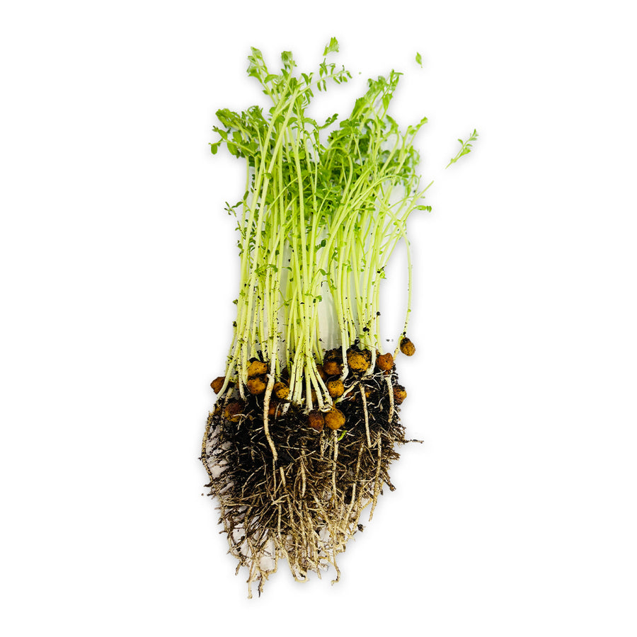 Black Bengal Gram (Kala Chana) Microgreen Seeds