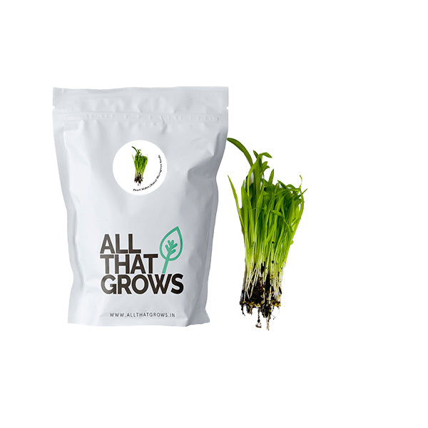 Pearl Millet (Bajra) Microgreen Seeds