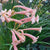 Ifafa Lily Pink Bulbs