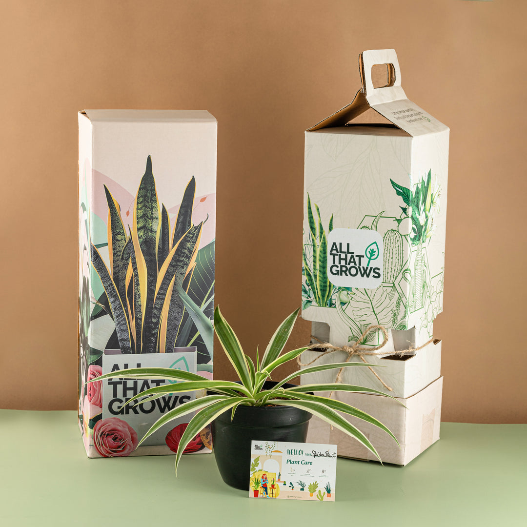 Spider Plant