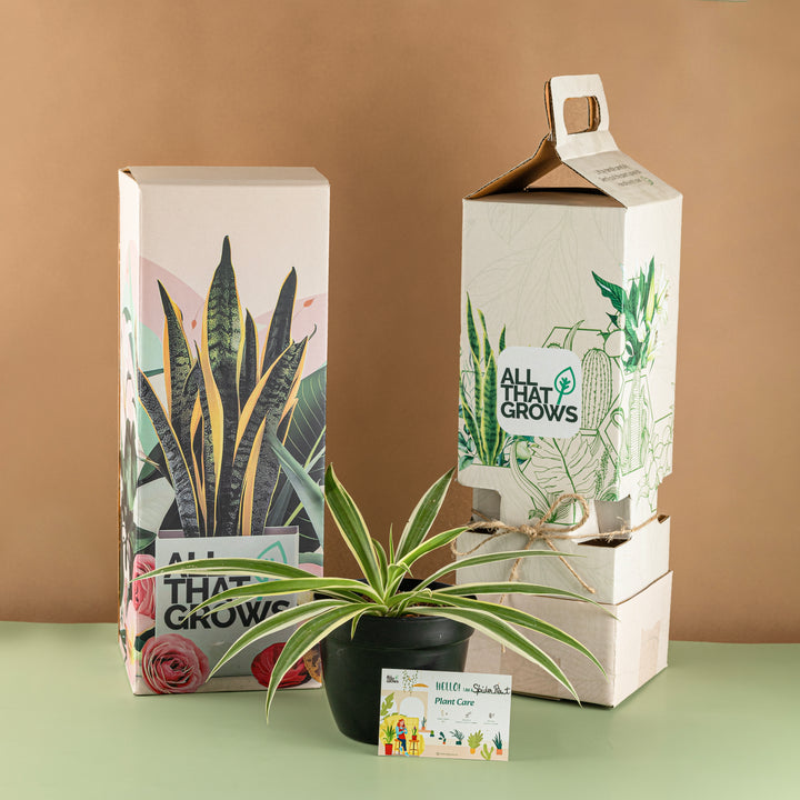 Spider Plant