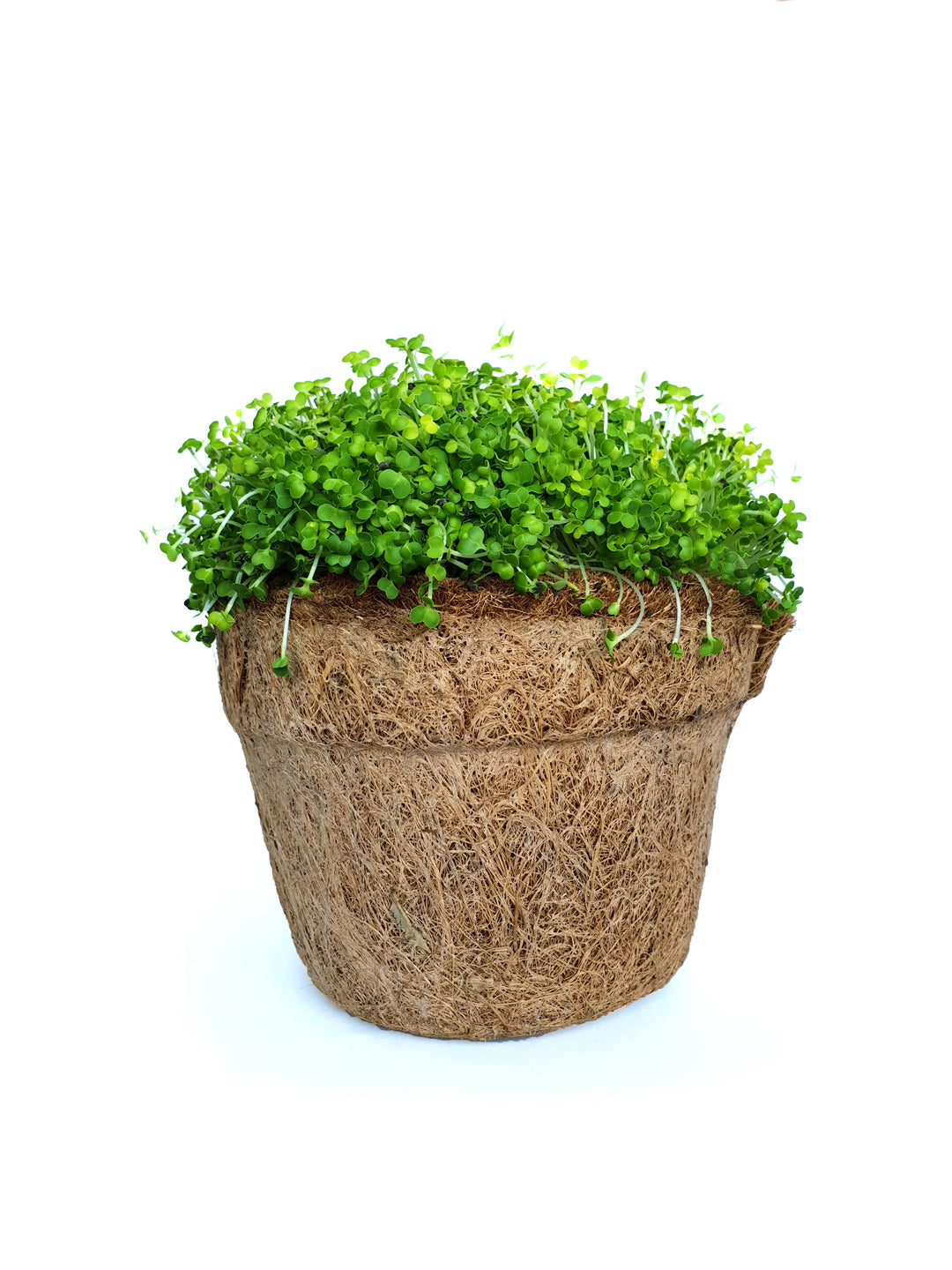 Pak Choi Microgreen Seeds