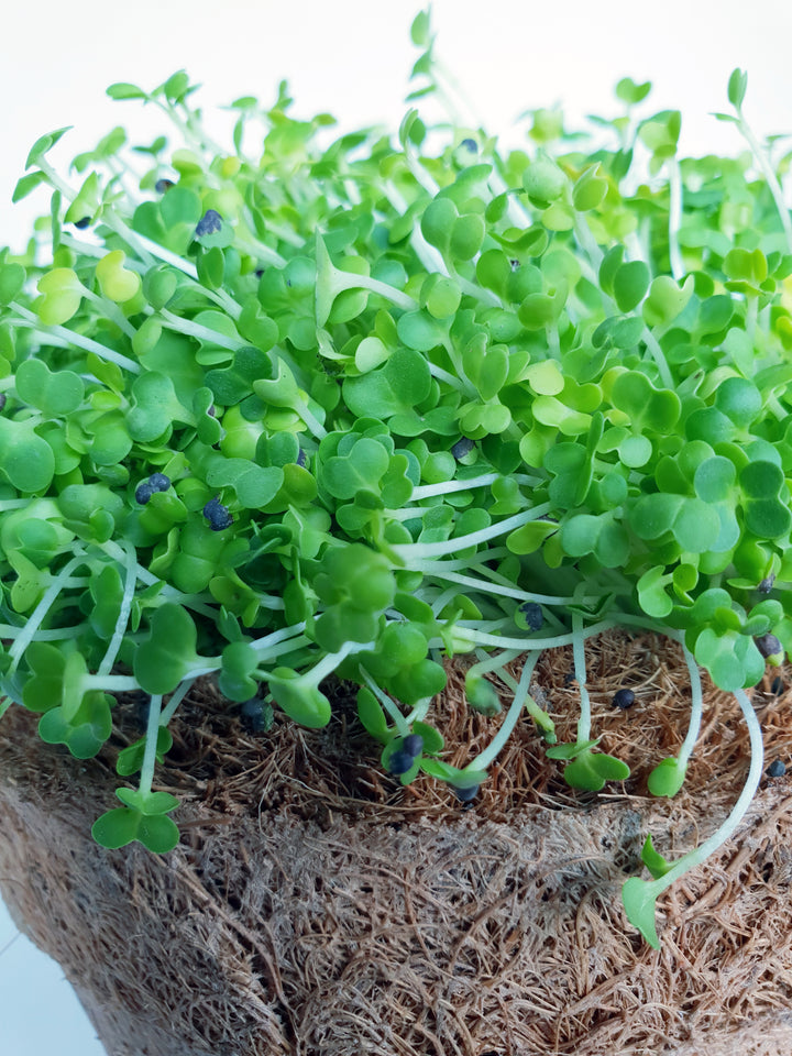 Pak Choi Microgreen Seeds