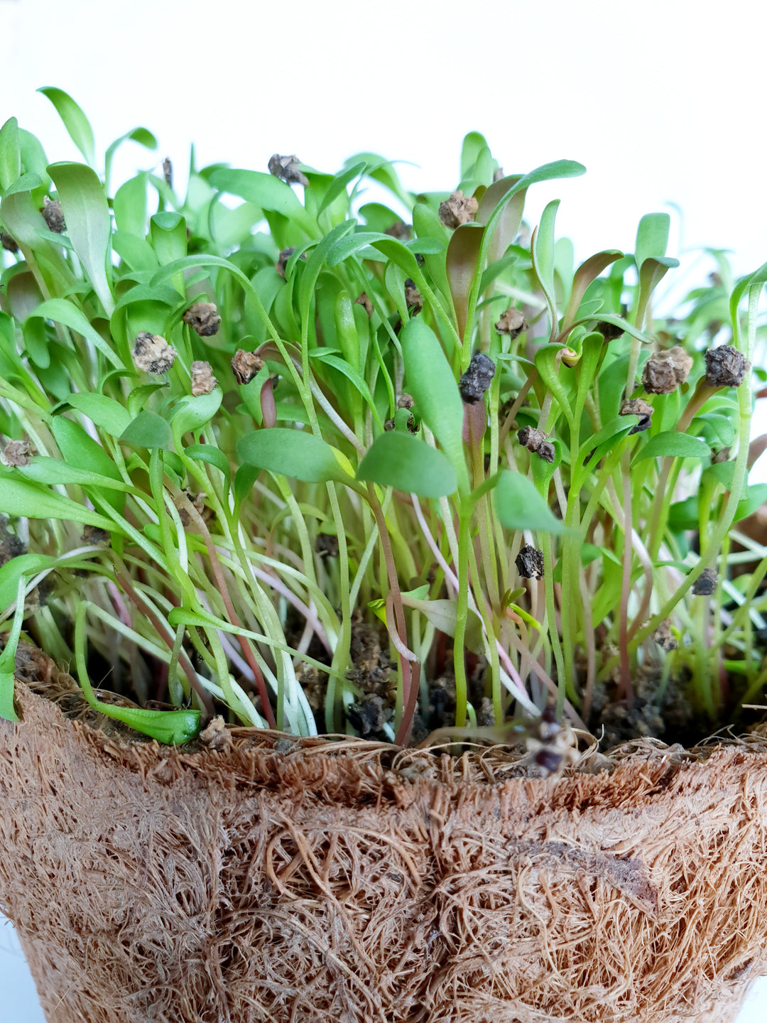 Spinach Microgreen Seeds