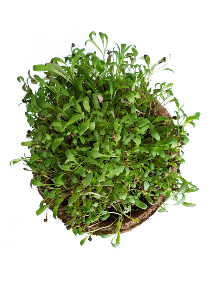 Spinach Microgreen Seeds