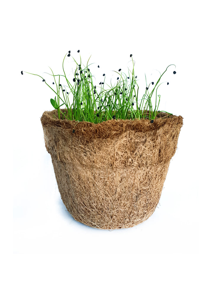 Onion Microgreen Seeds