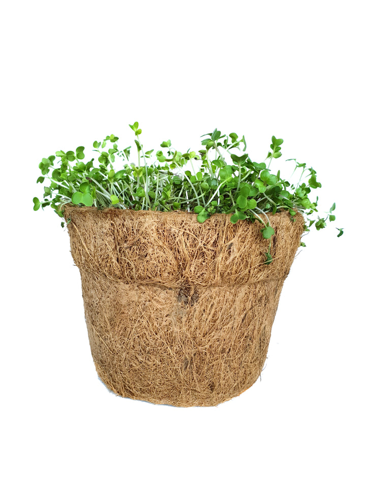 Cauliflower Microgreen Seeds