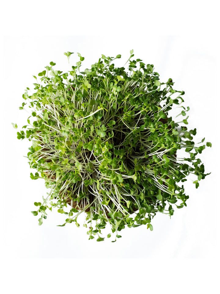Cauliflower Microgreen Seeds