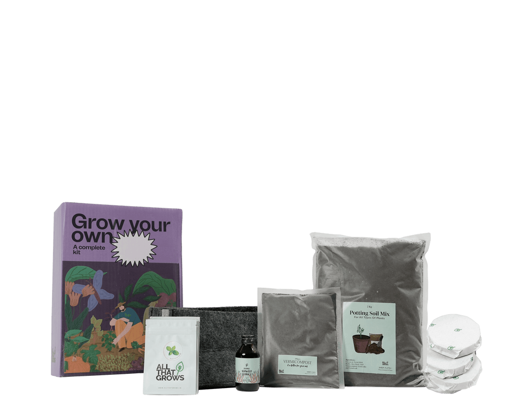 Chervil Growing Kit