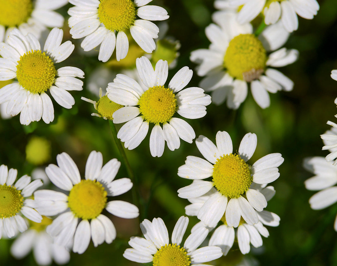 Chamomile