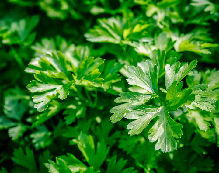 Chervil Growing Kit