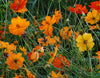 Cosmos Bright Lights Mixed Flower Seeds