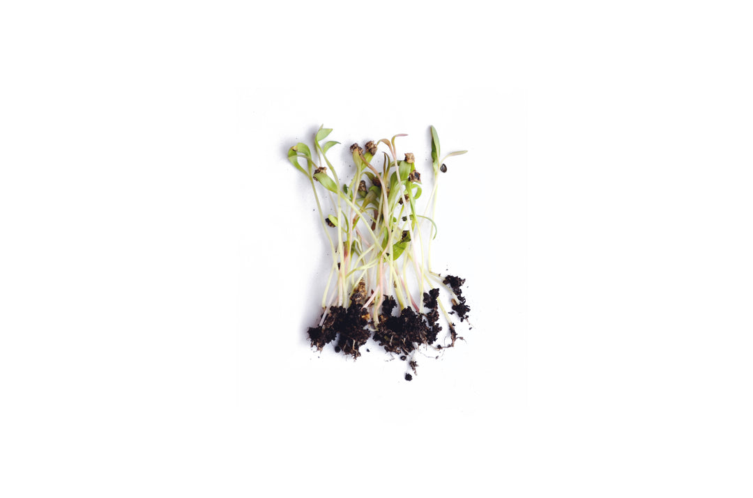 Spinach Microgreen Seeds