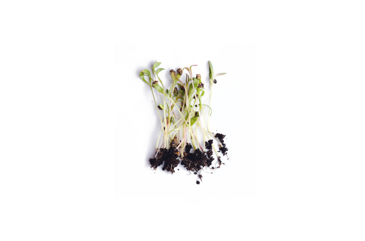 Spinach Microgreen Seeds