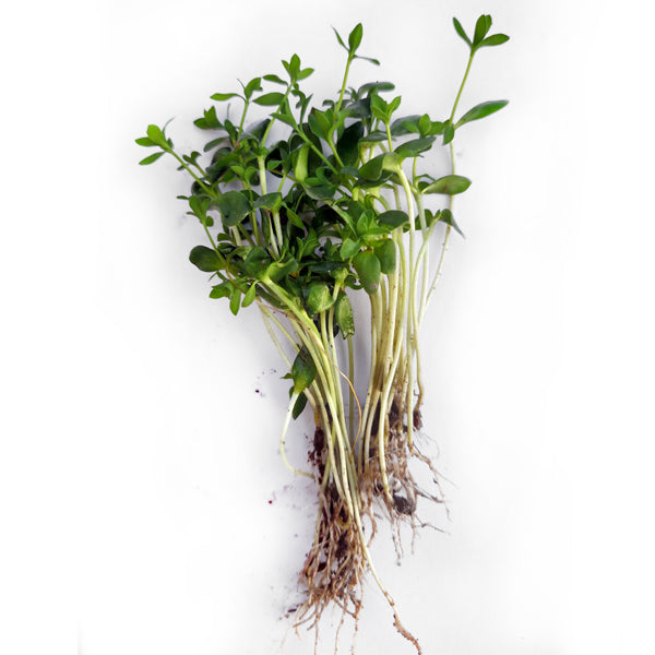 Flax Microgreen Seeds