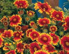 Gaillardia Aristata Seeds