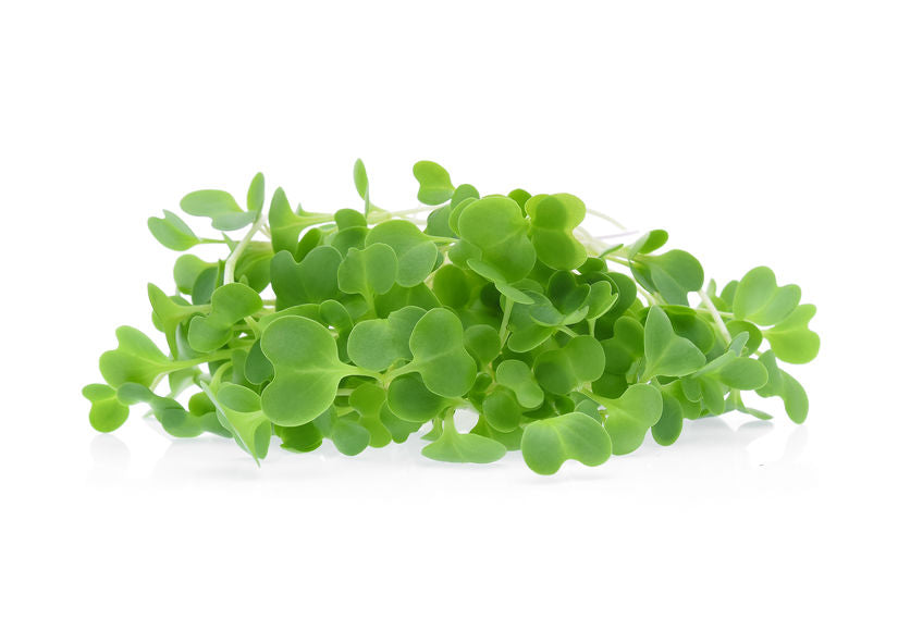 Komatsuna Microgreen Seeds