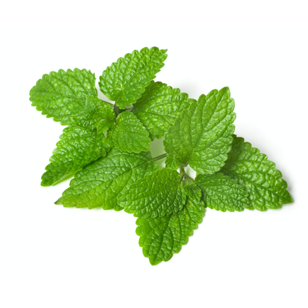 Lemon Balm Seeds