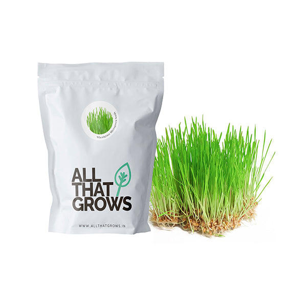 Wheatgrass Microgreen Seeds