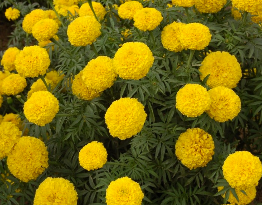 Marigold Dhan Basanti Seeds