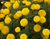 Marigold Dhan Basanti Seeds