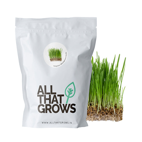 Oat Grass Microgreen Seeds
