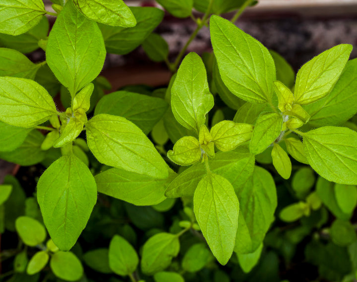 Oregano Growing Kit