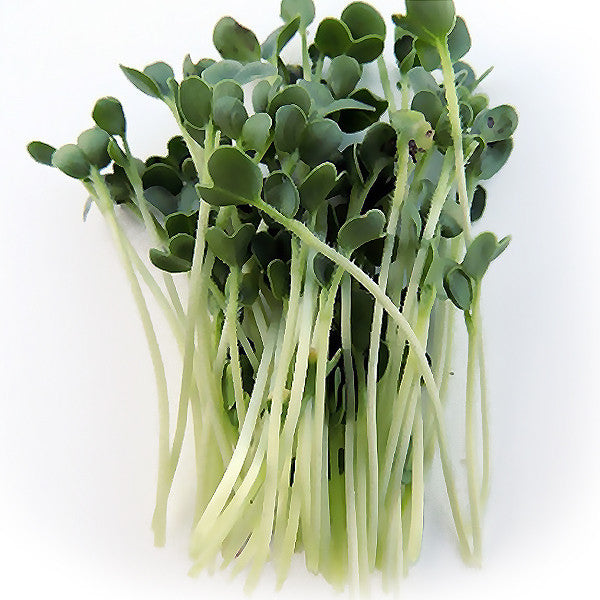 Radish White Microgreen Seeds