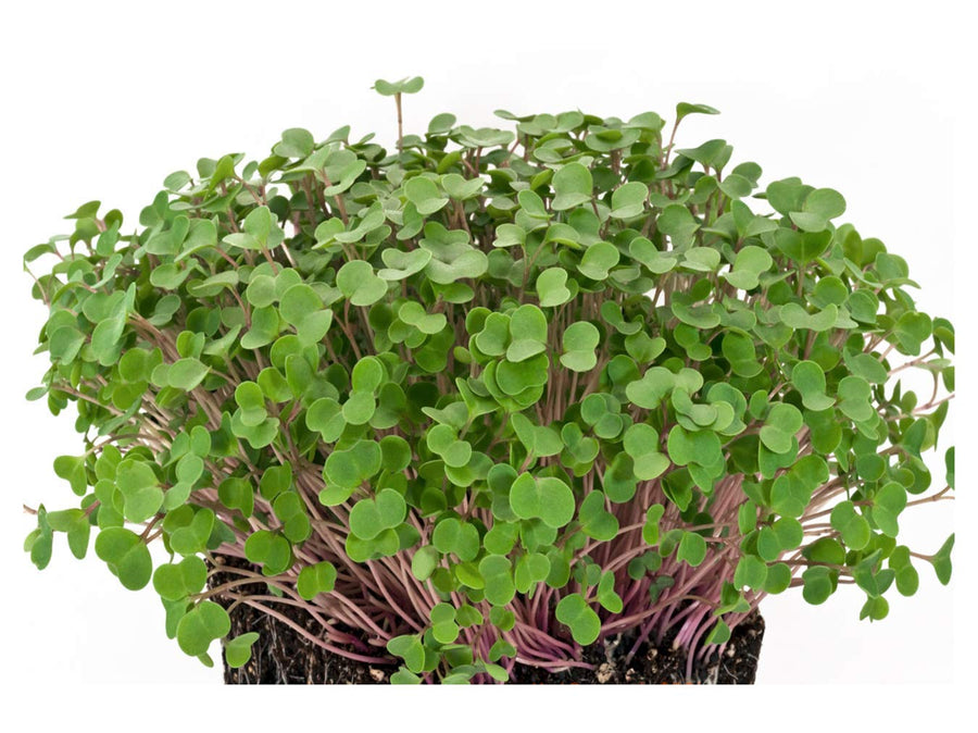 Red Kale